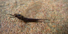 Leptophlebia