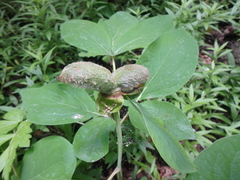 Paeonia caucasica