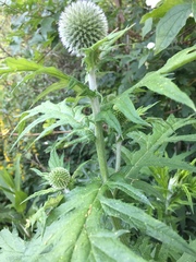Echinops sphaerocephalus