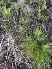 Thesium spicatum