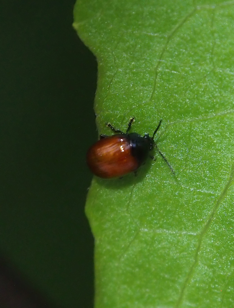 Podagricomela