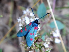 Zygaena lonicerae