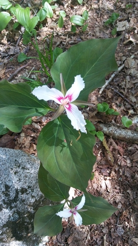Belknap Range Trail