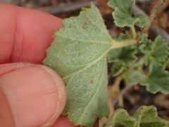 Malvella leprosa