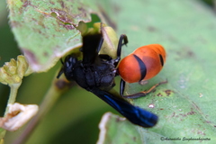 Anterhynchium abdominale