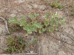 Malvella leprosa