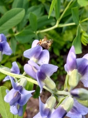 Anthophora