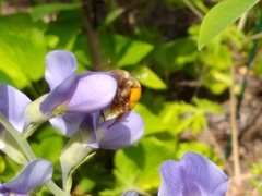 Anthophora