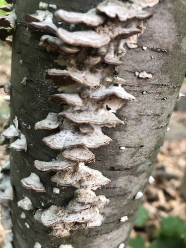 photo of Mossy Maze Polypore (Cerrena unicolor)