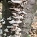 photo of Mossy Maze Polypore (Cerrena unicolor)