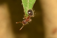 Meranoplus bicolor