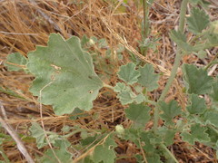 Malvella leprosa