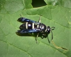 Euodynerus schwarzi