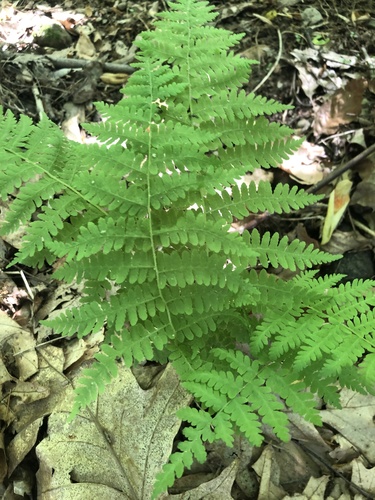 photo of Marsh Fern Family (Thelypteridaceae)