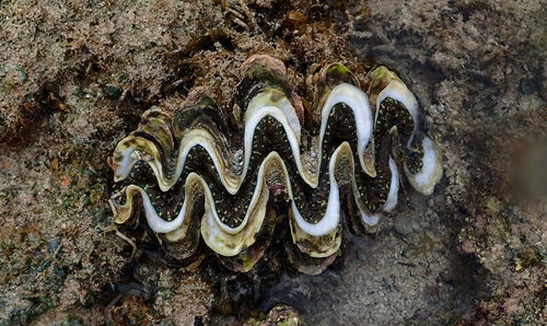 Tridacna elongatissima