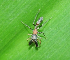 Myrmarachne melanocephala