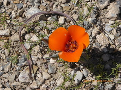 Calochortus kennedyi