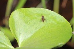 Parhelophilus rex