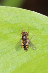 Parhelophilus rex