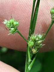Luzula bulbosa