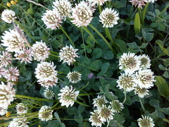 Trifolium repens