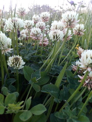 Trifolium repens