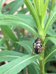 Calligrapha confluens
