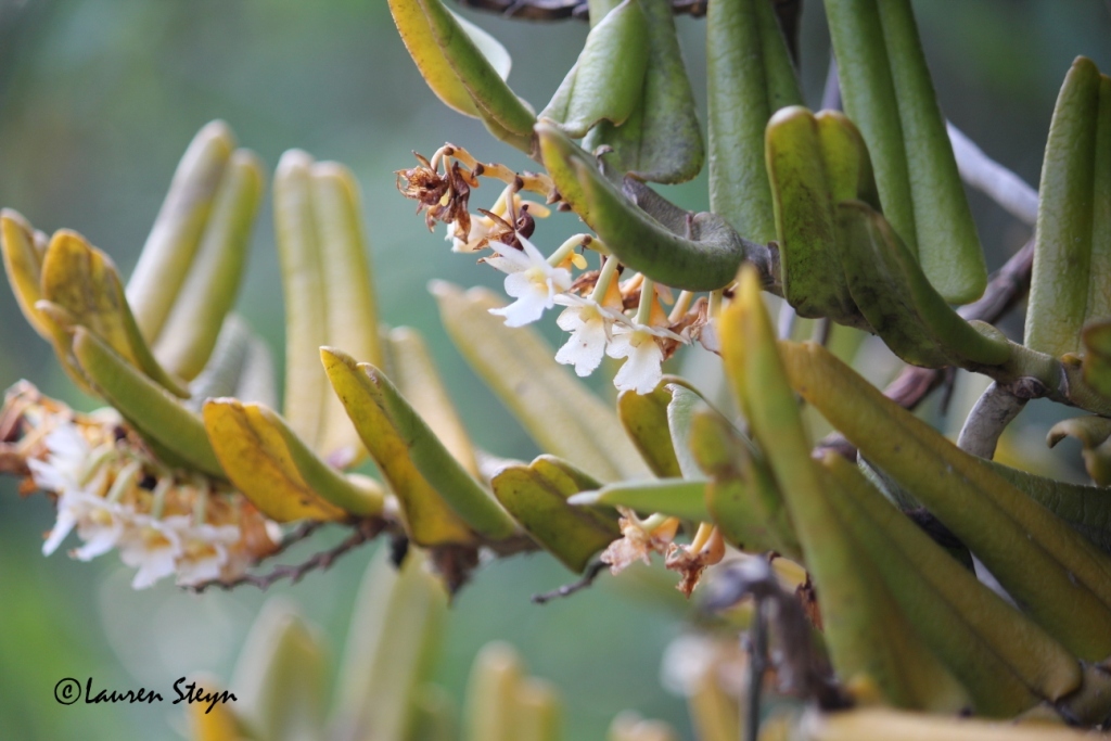 Calyptrochilum