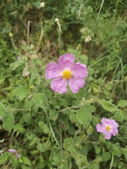Cistus creticus eriocephalus