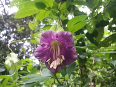 Cobaea scandens