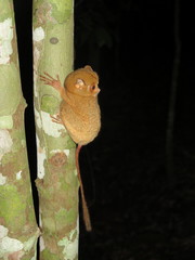 Cephalopachus bancanus