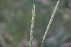 Aegilops tauschii