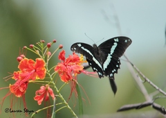 Papilio nireus