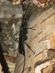 Echthrus niger