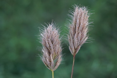 Bromus scoparius