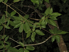 Arctogalidia trivirgata