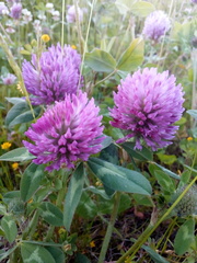 Trifolium pratense