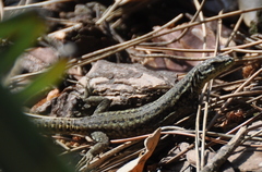 Podarcis virescens