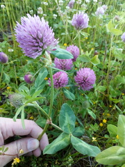 Trifolium pratense