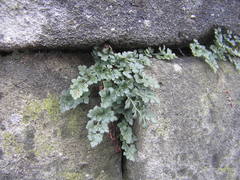 Asplenium ruta-muraria