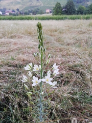 Ornithogalum pyramidale