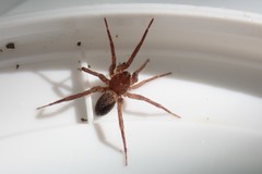 Phrurolithidae