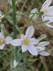 Ornithogalum pyramidale