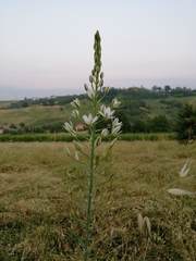 Ornithogalum pyramidale