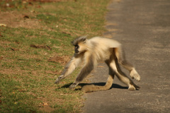 Trachypithecus geei