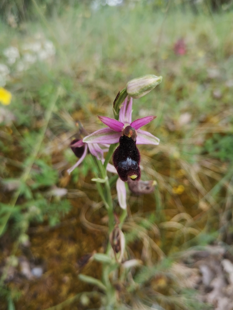 Ophrys bertolonii
