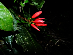 Erythrochiton brasiliensis