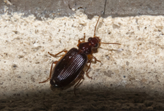 Plochionus timidus