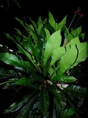 Erythrochiton brasiliensis