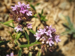 Thymus callieri